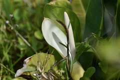 Philodendron renauxii
