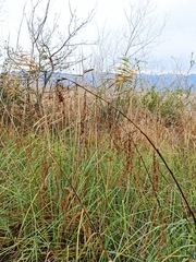 Cladium mariscus