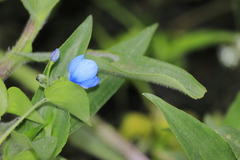 Commelina fasciculata