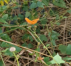 Dryas iulia