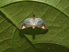 Omiodes simialis