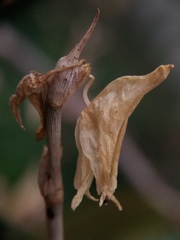 Dendrobium crumenatum