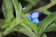 Commelina fasciculata