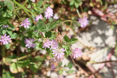 Trifolium resupinatum