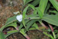 Commelina fasciculata