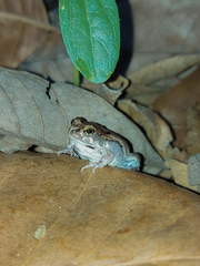 Physalaemus albifrons