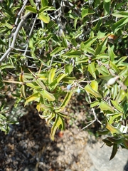 Berberis chilensis