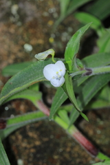 Commelina fasciculata