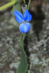Commelina fasciculata
