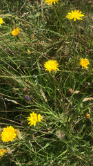 Scorzoneroides autumnalis