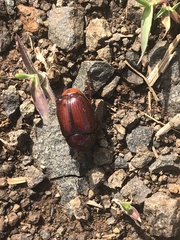 Heteronychus arator