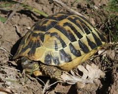 Testudo hermanni hermanni