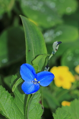 Commelina fasciculata