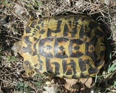 Testudo hermanni hermanni