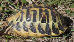 Testudo hermanni hermanni