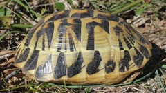 Testudo hermanni hermanni