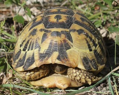 Testudo hermanni hermanni