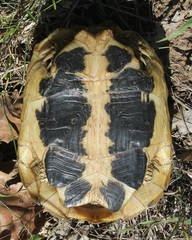 Testudo hermanni hermanni