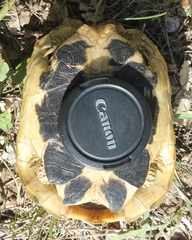 Testudo hermanni hermanni