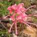 Lavender Grevillea - Photo (c) Geoffrey Cox, some rights reserved (CC BY-NC), uploaded by Geoffrey Cox
