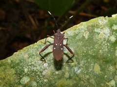 Leptoscelis quadrisignatus image