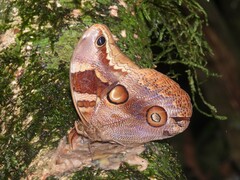 Catoblepia orgetorix