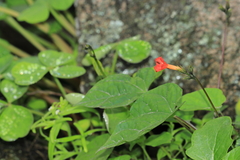 Ipomoea dubia