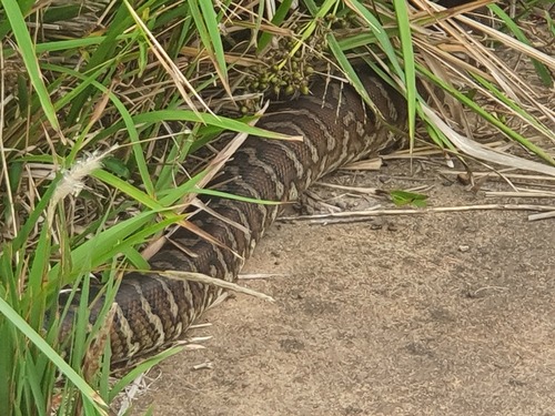 Carpet Pythons sighting