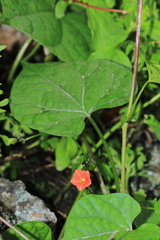 Ipomoea dubia