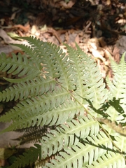 Pteridium aquilinum