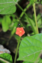 Ipomoea dubia