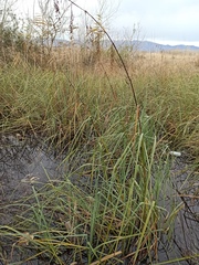 Cladium mariscus