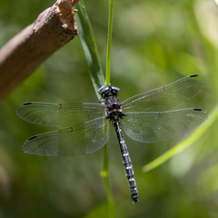 Eusynthemis brevistyla