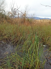 Cladium mariscus