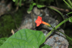 Ipomoea dubia