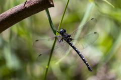 Eusynthemis brevistyla