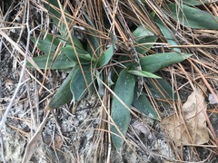 Dichanthelium commutatum