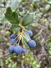Berberis ilicifolia