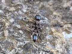 Pseudomyrmex ejectus