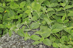 Alternanthera pubiflora