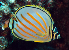Chaetodon ornatissimus