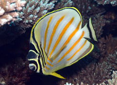 Chaetodon ornatissimus