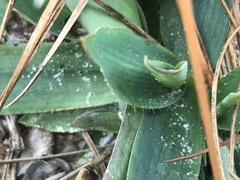 Dichanthelium commutatum