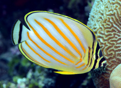 Chaetodon ornatissimus