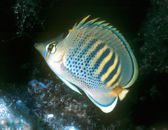 Chaetodon punctatofasciatus