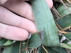 Dichanthelium commutatum