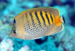 Chaetodon punctatofasciatus