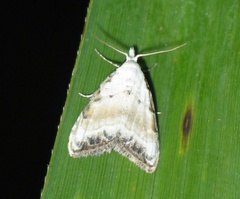 Nola chlamitulalis