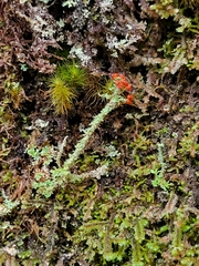 Cladonia bellidiflora