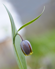Fritillaria uva-vulpis